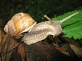 The curious horned snail crawling on a tree Royalty Free Stock Photo
