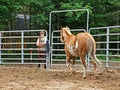 Curious Horse Royalty Free Stock Photo