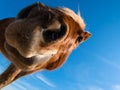 Curious Horse Royalty Free Stock Photo