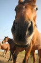 Curious horse Royalty Free Stock Photo