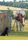 Curious horse checking out the neighbour puppy dog