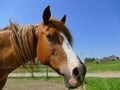 Curious horse close up looking in camera Royalty Free Stock Photo