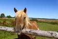 Curious horse Royalty Free Stock Photo