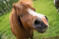 Curious horse head Royalty Free Stock Photo