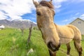 Curious horse with its nose to the camera Royalty Free Stock Photo