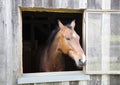 Curious Horse Royalty Free Stock Photo