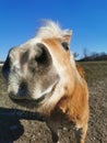 Curious horse in the paddock. Royalty Free Stock Photo