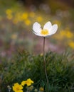 A curious horse spider peeps out from behind an anemone petal. Royalty Free Stock Photo