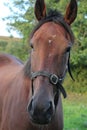 A curious horse staring at the camera.