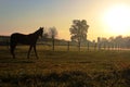 Curious horse at sunrise