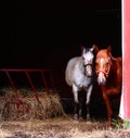 Curious Horses in Barn