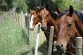 Curious horses in the idaho countryside.