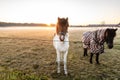 Curious horses looking around at sunrise. low hanging mist with beutiful light. wanderlust inspiration Royalty Free Stock Photo