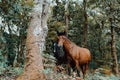 Curious horses in the middle of the forest looking straight to camera during a bright day