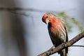 Curious House Finch Perched on a Branch