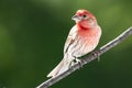 Curious House Finch Perched in a Tree
