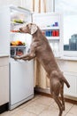 Curious hungry Weimaraner looking inside fridge at kitchen