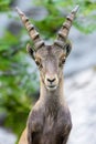 Curious ibex fawn