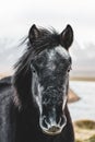 Curious icelandic horse, Iceland Royalty Free Stock Photo