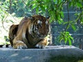Curious Indian Male Tiger, Wild Animal in Nature Habitat Big cat, endangered animal