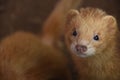 Curious and Inquisitive Orange Ferret Face Up Close
