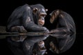 A curious and intelligent Chimpanzee looking at its reflection, showing off its curious and intelligent nature. Generative AI