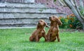 Curious Irish Setter pair on the nature Royalty Free Stock Photo