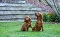 Curious Irish Setter pair on the nature Royalty Free Stock Photo
