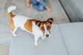 Curious Jack Russell Terrier dog looking at the camera busking in light. Adorable doggy with folded ears, alone on the