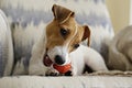 Curious Jack Russell Terrier puppy playing with favorite toy looking at the camera. Adorable doggy with folded ears and orange Royalty Free Stock Photo