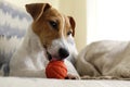 Curious Jack Russell Terrier puppy playing with favorite toy looking at the camera. Adorable doggy with folded ears and orange Royalty Free Stock Photo