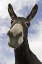 Curious or Donkey Royalty Free Stock Photo