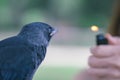 curious jackdaw bird being fascinated with fire