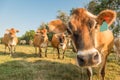 Curious Jersey Cow Royalty Free Stock Photo