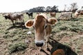 A curious jersey cow Royalty Free Stock Photo