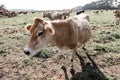 A curious jersey cow Royalty Free Stock Photo