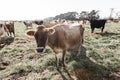 A curious jersey cow Royalty Free Stock Photo