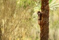 Curious juvenile Gelada monkey perched on tree in Simien Mountains National Park, Ethiopia Royalty Free Stock Photo