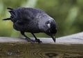 Curious Kaja (corvus monedula)