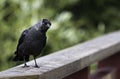 Curious Kaja (corvus monedula)