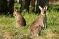 Curious kangaroo