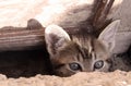 Curious kitten Royalty Free Stock Photo