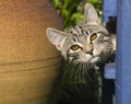 Curious kitten Royalty Free Stock Photo