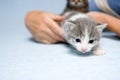Curious Kitten Royalty Free Stock Photo