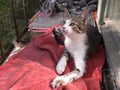 Curious kitten with big ears lies in the fresh air in the home enclosure Royalty Free Stock Photo