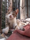 A curious kitten with big ears rests in a cage Royalty Free Stock Photo