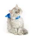 Curious kitten with blue bow Royalty Free Stock Photo