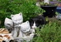 Curious kitten exploring herb garden Royalty Free Stock Photo