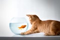 Curious kitten with goldfish Royalty Free Stock Photo