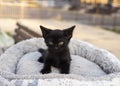 Curious kitten. Little cat at home. Small pet. Royalty Free Stock Photo